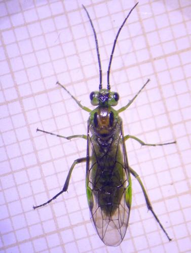 Réf. 301 103 : Euura scutellata